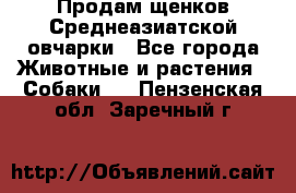 Продам щенков Среднеазиатской овчарки - Все города Животные и растения » Собаки   . Пензенская обл.,Заречный г.